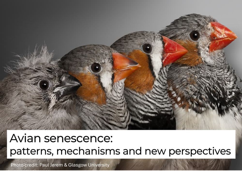 Avian senescence: patterns, mechanisms and new perspectives. Photo showing zebra finches of different ages. Photo: Paul Jerem & Glasgow University, courtesy of Pat Monaghan 