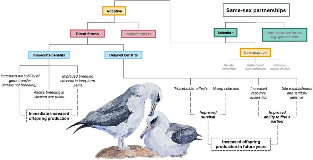 Fig. 1 from the article.  Overview of the selective and non-selective forces influencing the expression of same-sex partnerships in birds, adapted from the framework for understanding same-sex sexual behaviour in Clive et al. (2020). Illustration: Bertille Mohring
