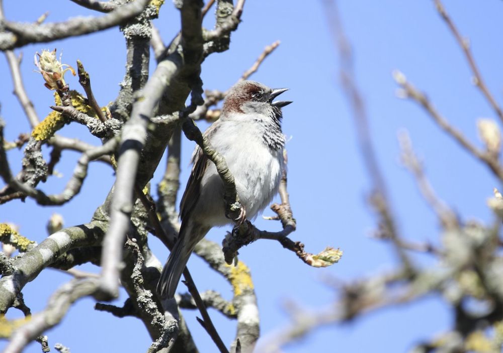 Singing house sparrow male.