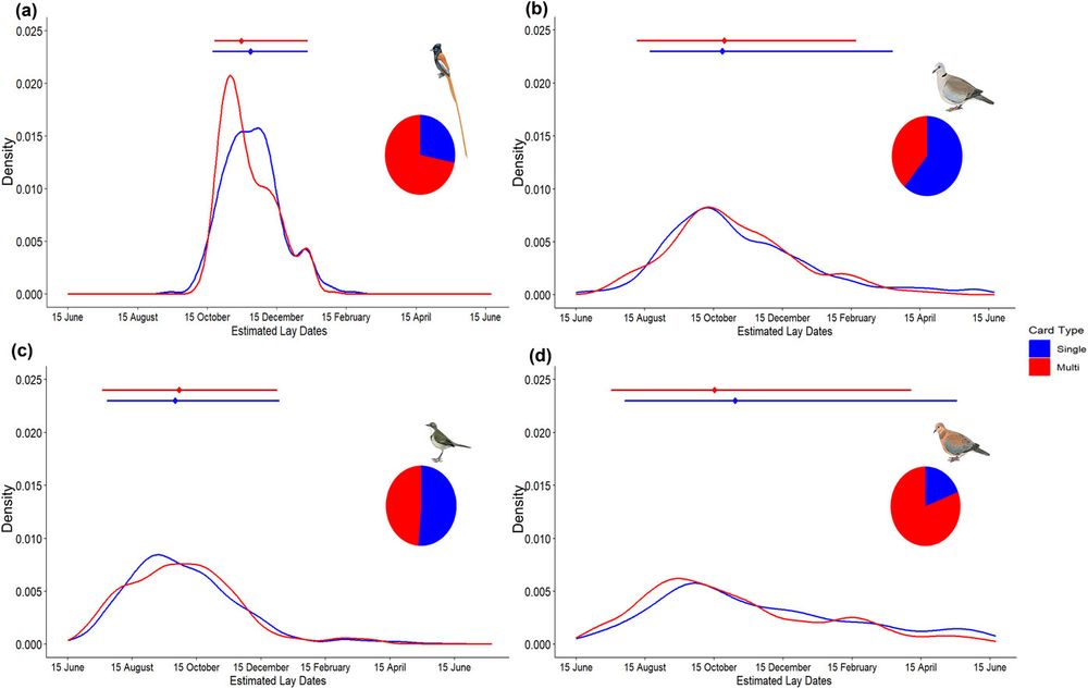 Fig. 1 from the article: The overall density of estimated lay dates over a calendar year, revealing the peaks and duration of breeding for (a) African paradise flycatcher, (b) cape turtle dove, (c) cape wagtail, and (d) laughing dove.