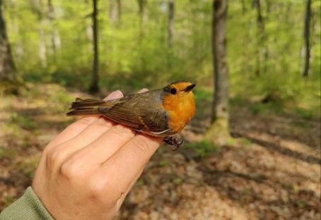 European robin. Photo: Finja Strehmann