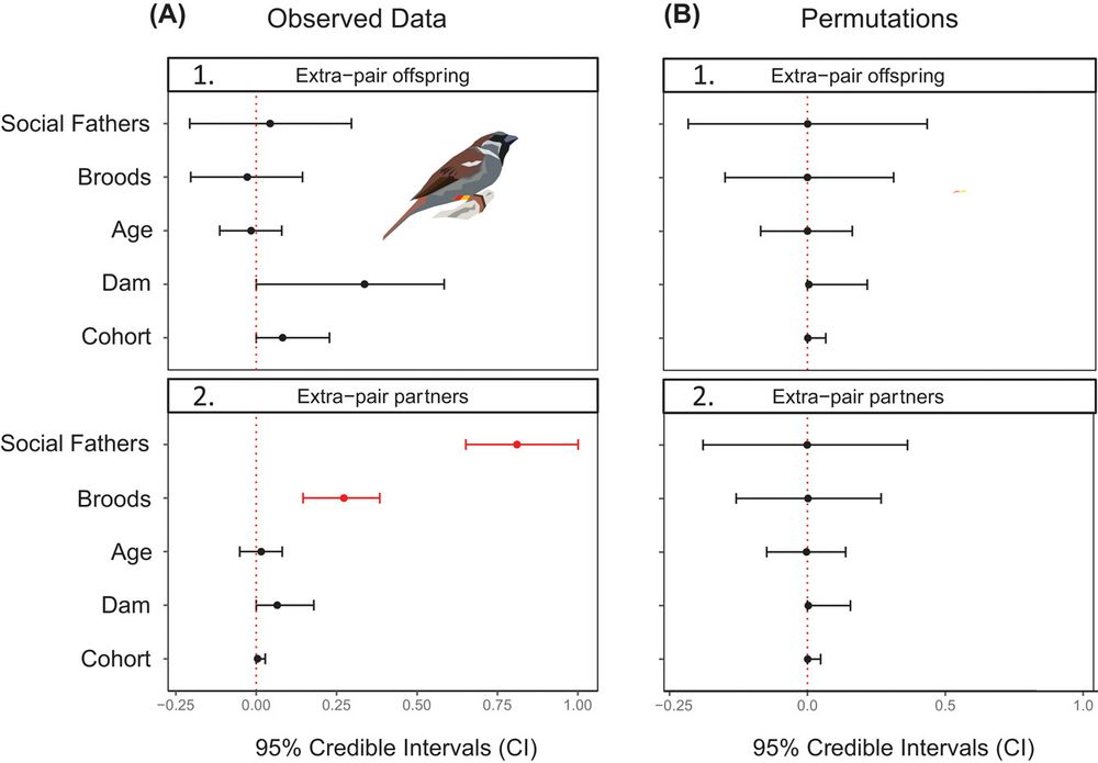 Females that divorce more often had more extra-pair partners than monogamous females.