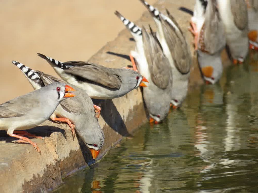 Photo of a group of zebra finches drinking from a trough (in the wild), with their distinctive head-down sucking pose. Photo: Simon Griffith