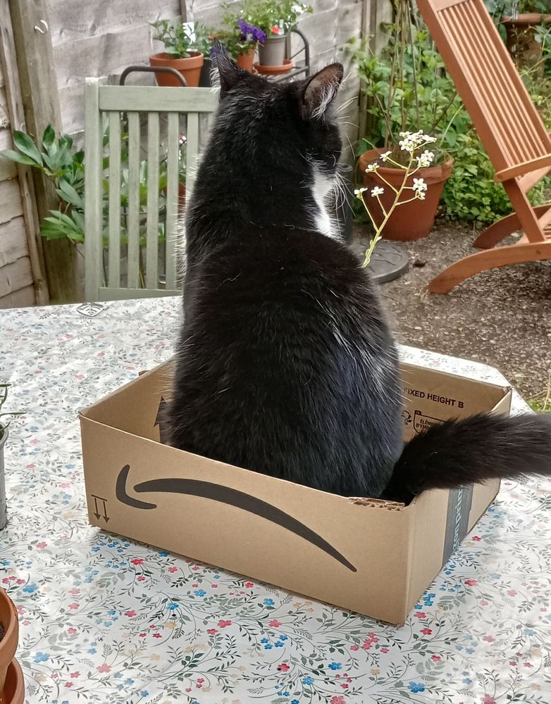 Black and White cat sitting in a box in the garden.
