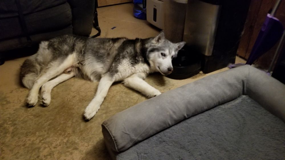 A black and white Siberian husky lying on a hard floor in front of a couch. His bed can be seen in the bottom right corner, unoccupied. His head is resting on the edge of his water bowl.