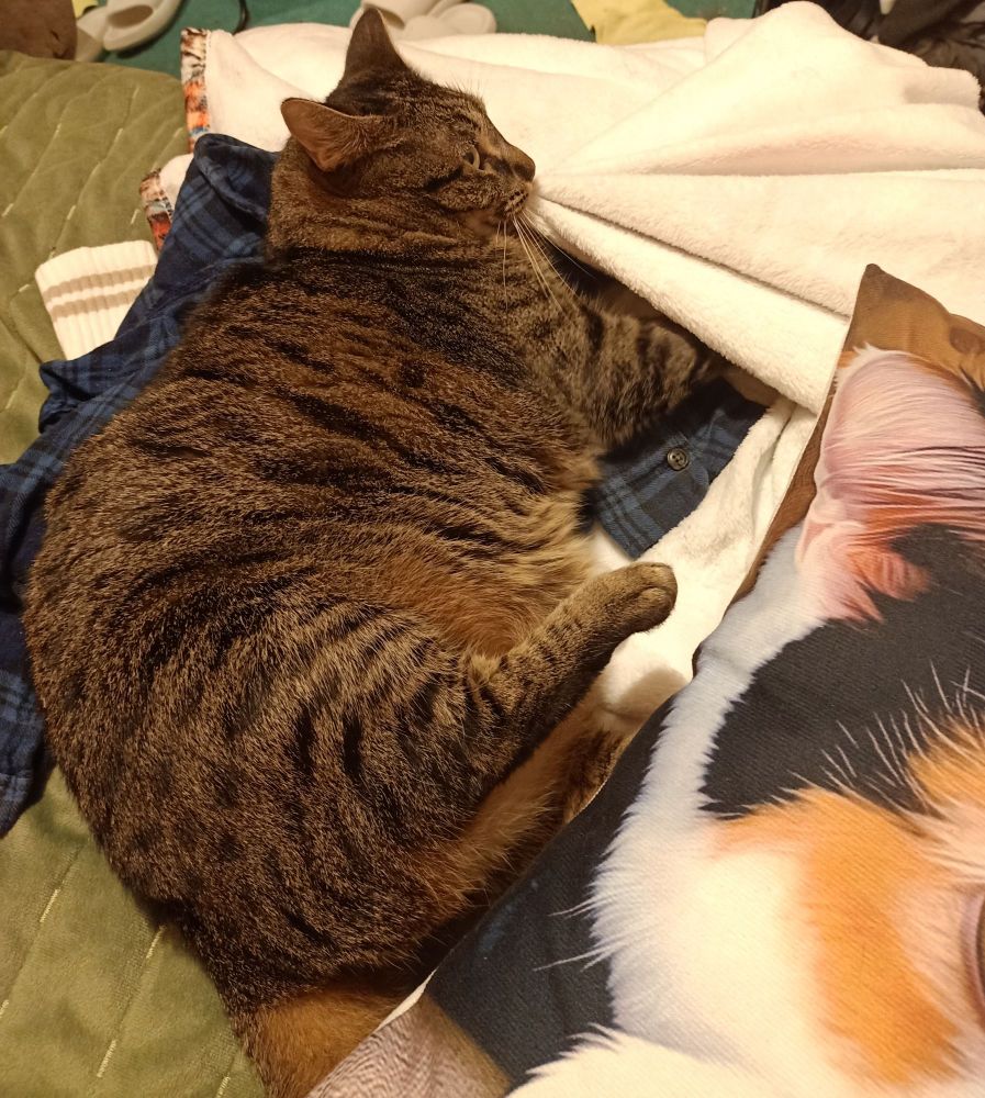 Marnie, a tabby cat, suckling on a fleece blanket.