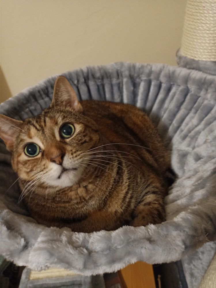 A tabby cat curled up in a grey cat tree hammock. 