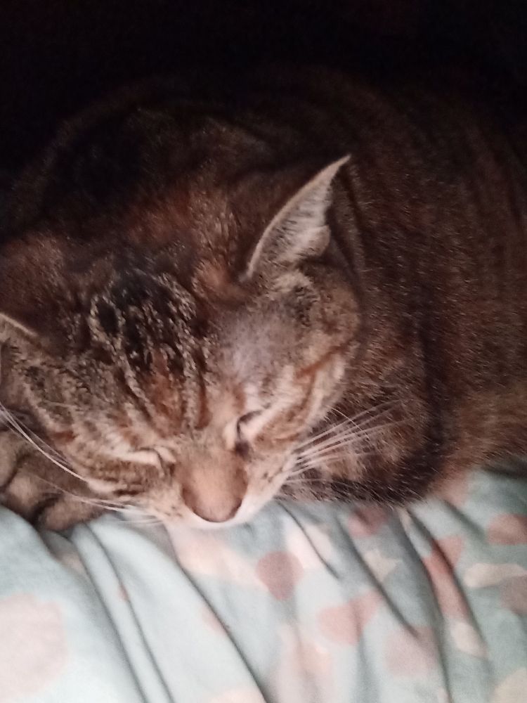 Annie (a tabby cat) asleep on my stomach.