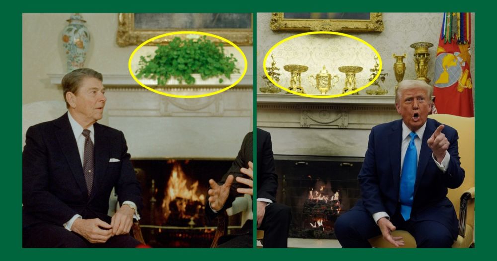 The Oval Office Swedish Ivy was a gift to John F. Kennedy.