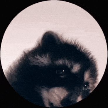 a close up of a furry animal 's face in a circle