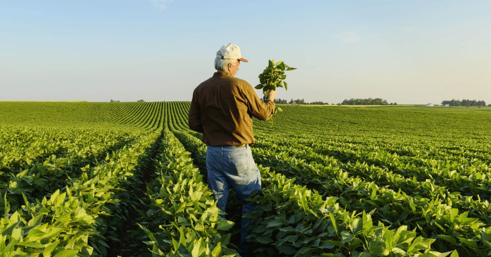 I’m a farmer who voted for Trump. His tariffs are stressing me out.