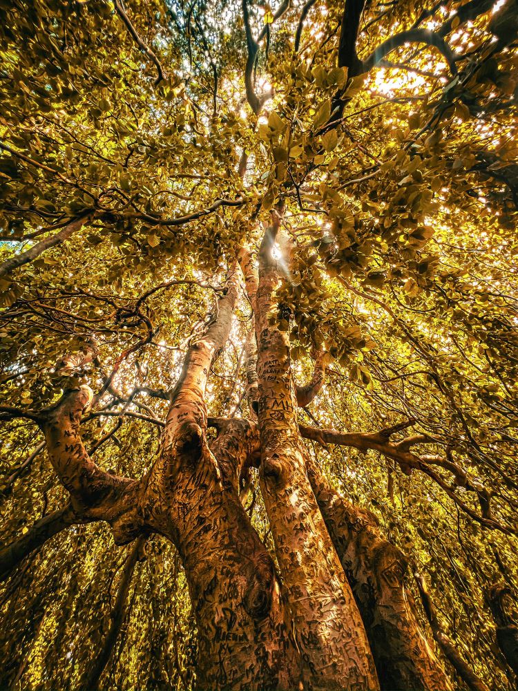 Photo looking up from the base of intertwined trees with sunlight filtering through the leaves & branches that stretch out in all directions across the frame