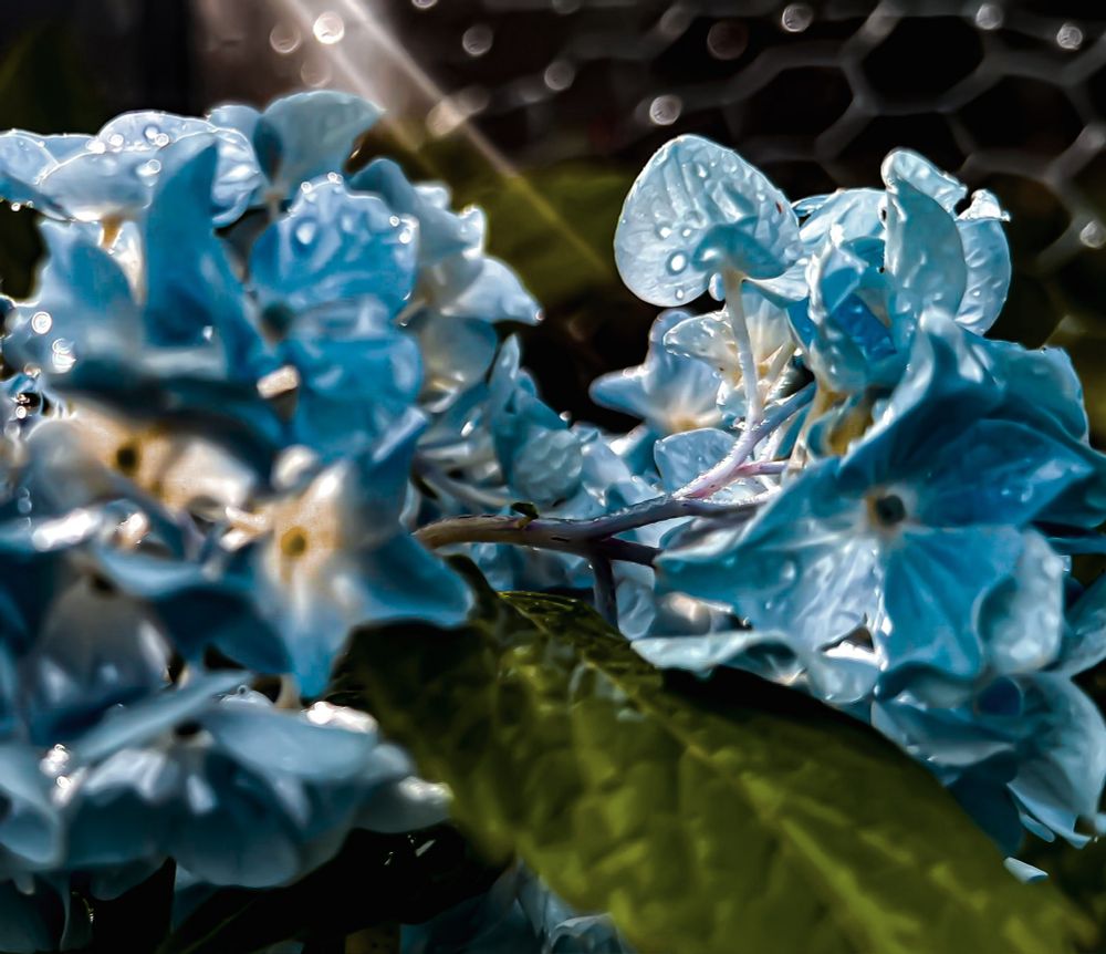 Close up of blue hydrangeas covered in water droplets with rays of sunlight shining down