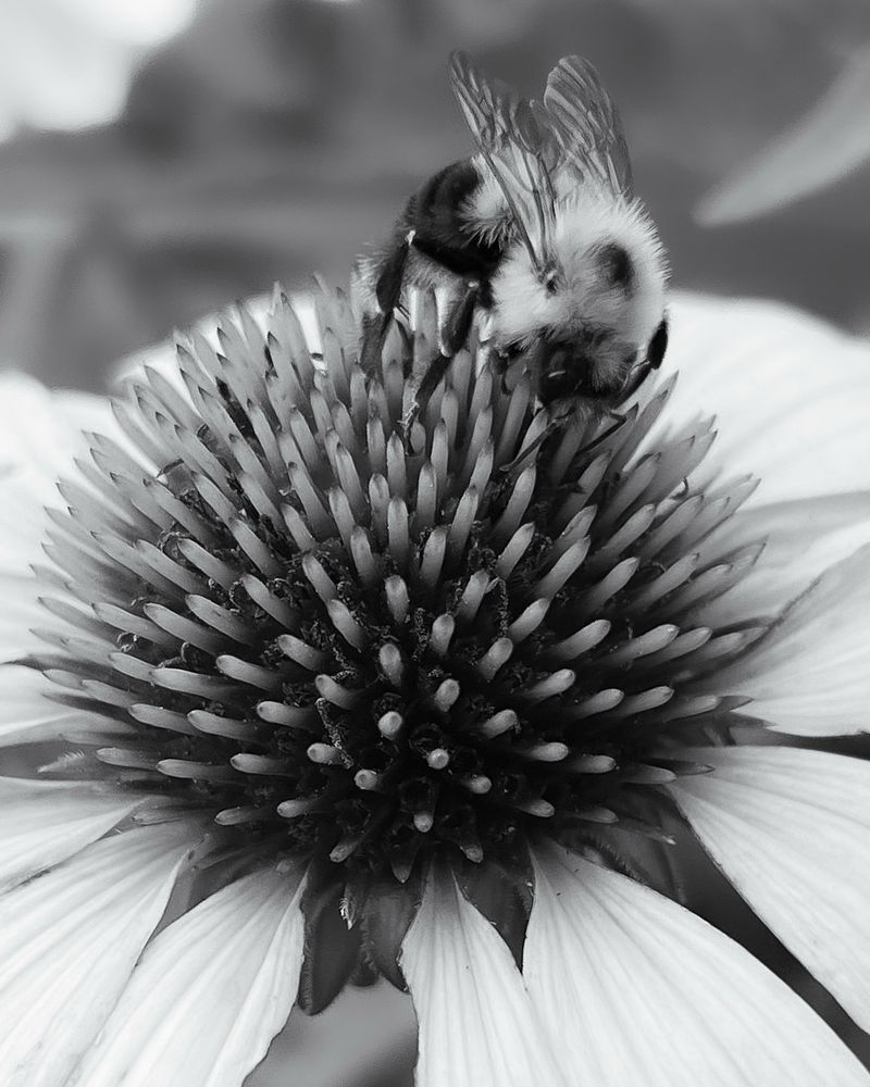 Black & white close up of a fuzzy honey bee on the spiky center of a coneflower