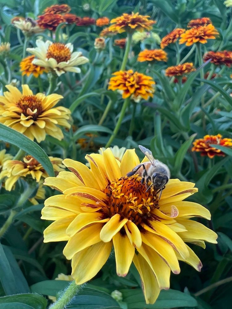 Close up of a honey bee making its way around a yellow flower in a field of yellow, orange, and white flowers