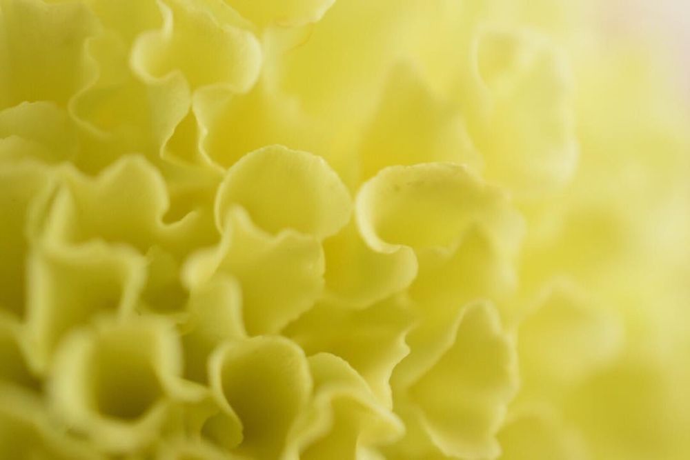 Macro view of a yellow marigold’s wavy petals