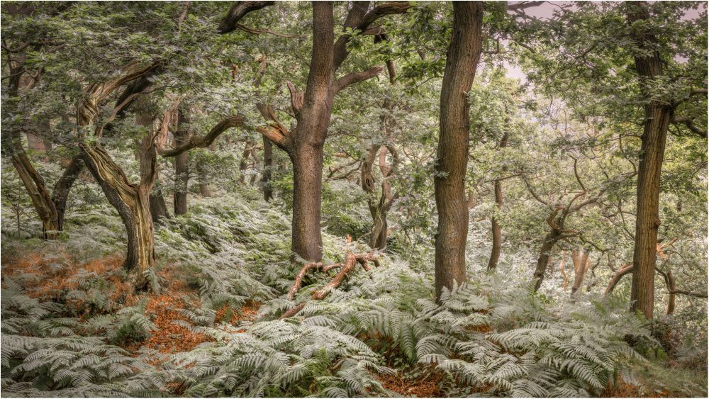 Oaks rise out of a bed of bracken with last autmns leanes still bringing colour to the woodland floor, 