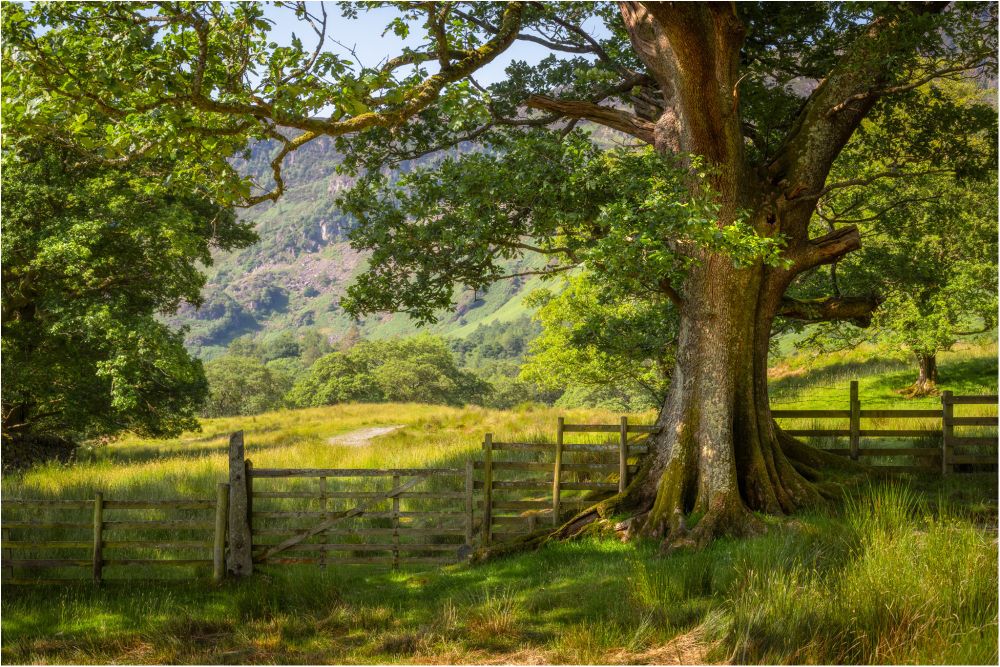 A mature oak stands beside a wooden fence and gate in the lake District. Soft summer sunshine illuminates the scene. 