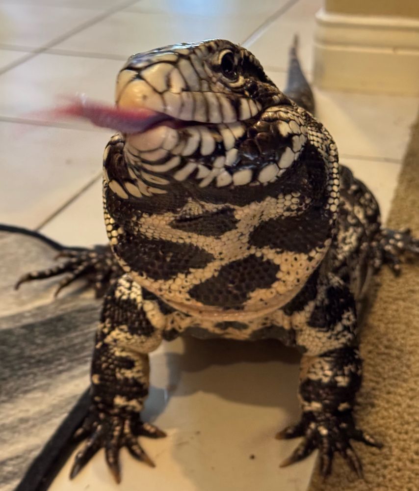 Tegu lizard looking head on with tongue mid flick