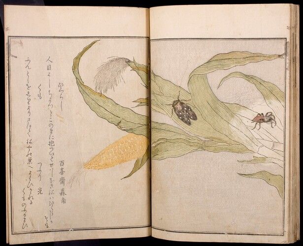 Harvard Art Museums/Arthur M. Sackler Museum, Gift of Mrs. Henry Osborn Taylor