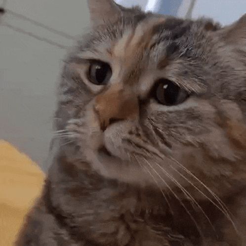 a close up of a cat 's face with its eyes looking at the camera