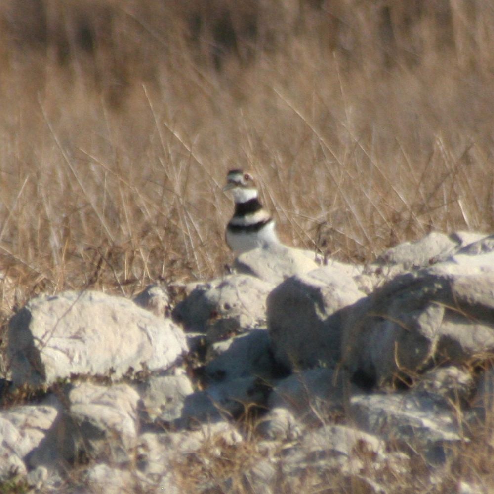 Photo of a small Killdeer bird peeking its head up curiously at the viewer from behind some small stones.
