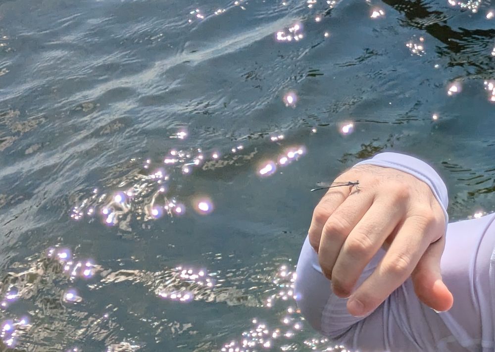 A dragonfly perched on the hand of a person (who is cropped out of the photo) in a lake.