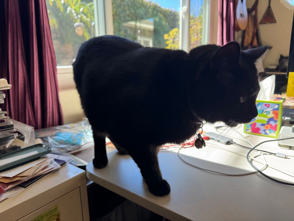 A black cat on a desk.