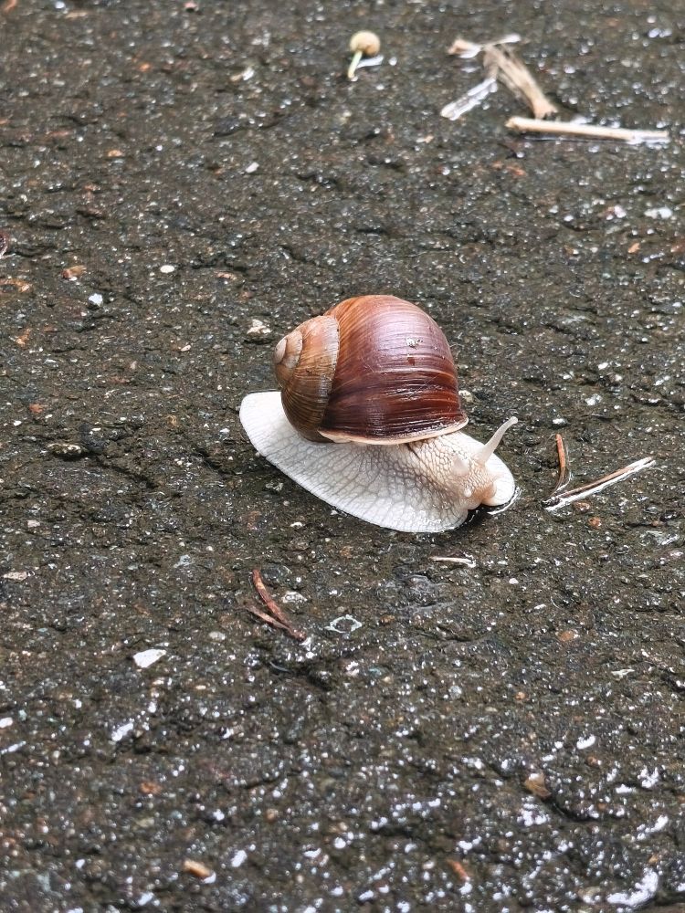Eine Schnecke mit Haus 