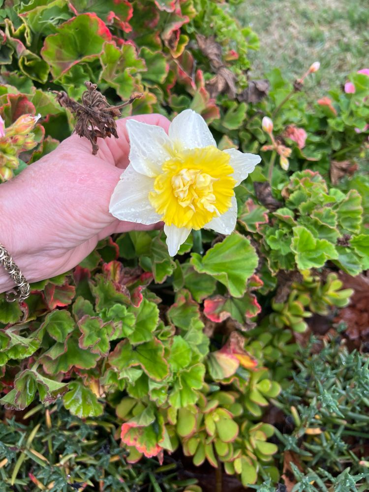 Closeup of yellow and white frilly daffodil flower against a background of green and red-tinged geranium leaves. 