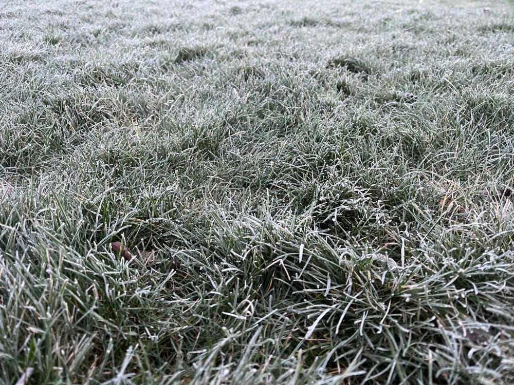 Frosty grass, low angle 