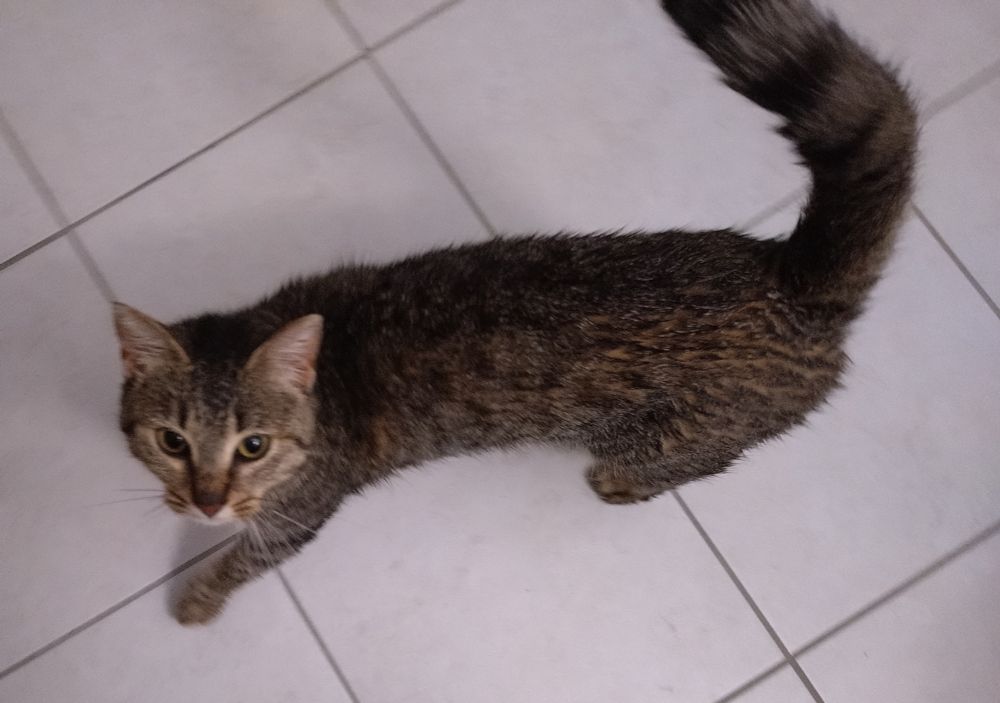 Un chat tigré mouillé sur un carrelage blanc 