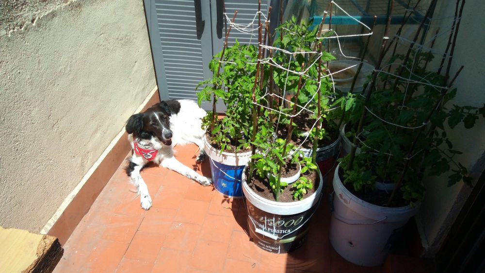 Spaniel mix female dog sunbathing on a terracotta tiled balcony, at the side of some tomato plants growing on reused paint buckets, surrounded by basil plants