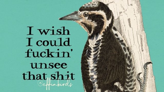 An illustration of a woodpecker captioned, “I wish I could fuckin’ unsee that shit,” from @effingbirds. 