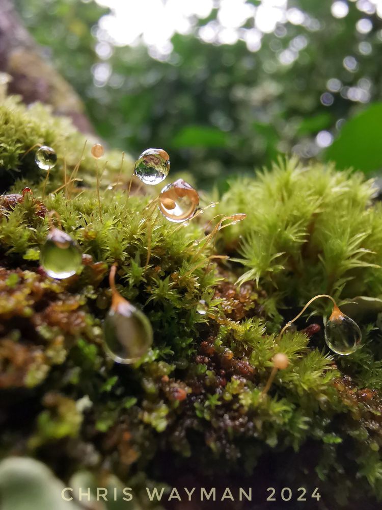 Water droplets on moss. Close-up macro.