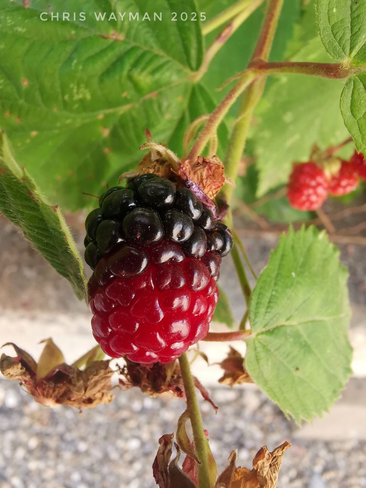 Half ripe blackberry with green leaves in the background. 