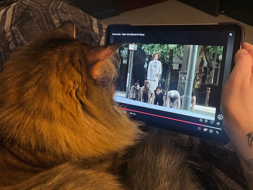 A fluffy tabby dutifully watching the Rammstein - Mein Teil music video on an iPad in which her namesake, a man in drag, walks five men on leashes like dogs.