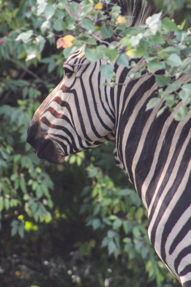 The head and neck of a Hartmann's mountain zebra standing in foliage.
