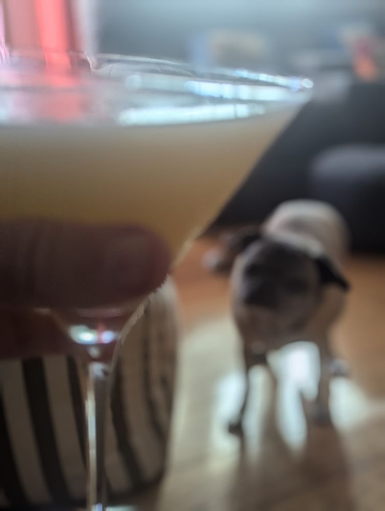 Martini and pug