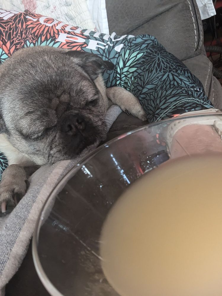 Martini and pug sleeping