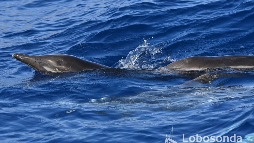 2 Rough-toothed Dolphins in the water around Madeira. First dolphin's beak and head is out of the water showing it's toothy under bite. Photo © Lobosonda https://blog.lobosonda.com/12-02-2024-world-dolphin-day/