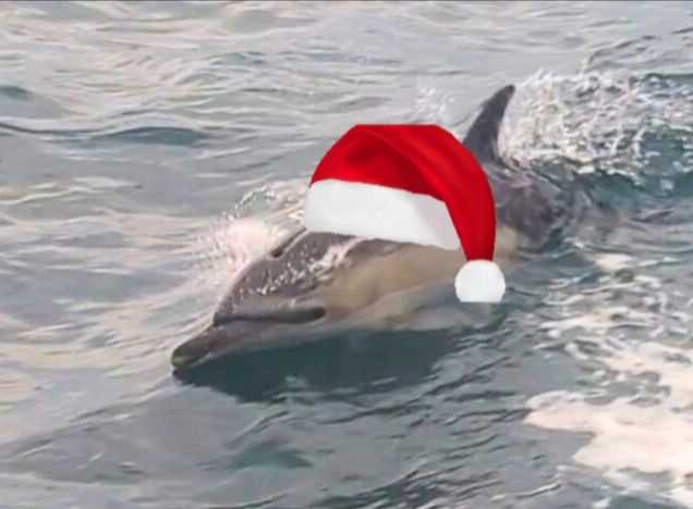 Picture of a Common Dolphin surfing while wearing a stylised Christmas Hat. Hat not worn in real life