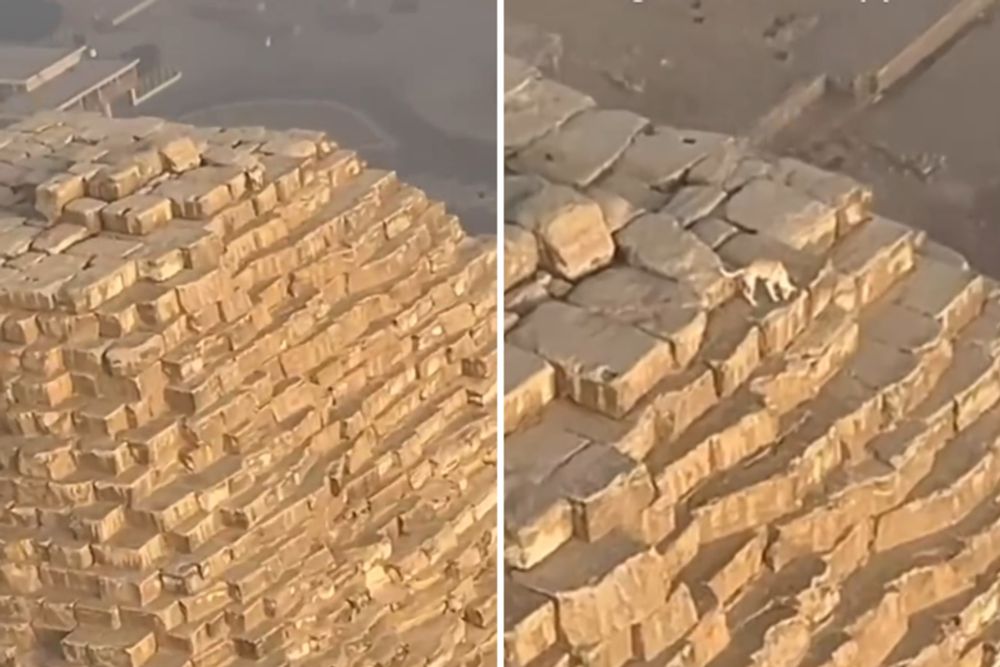 Man flying over pyramids of Giza spots dog at the top of 455ft summit