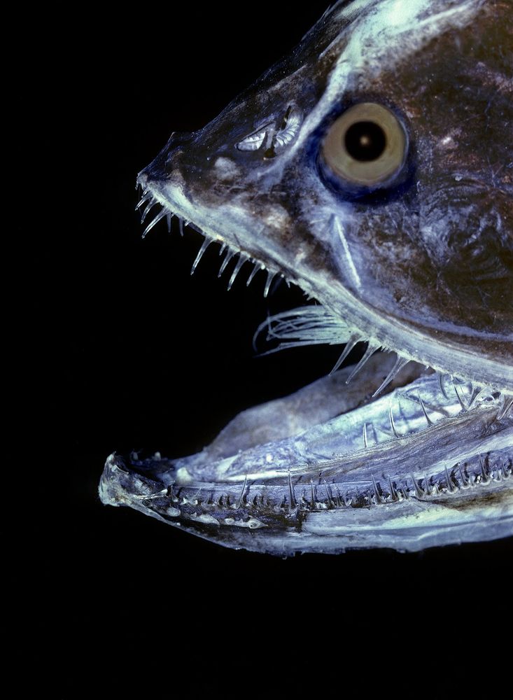 i am assured by google image search that this is a bristlemouth