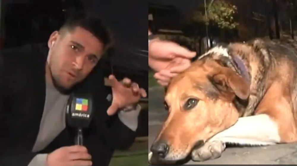 La triste historia de Bruno, el perro de Valentín Alsina que se hizo viral por morderle la mano a un periodista en vivo