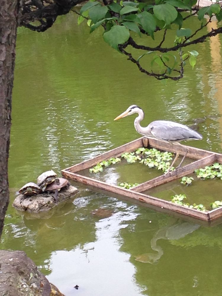 亀戸天神のペリカンみたいなのとカメ。