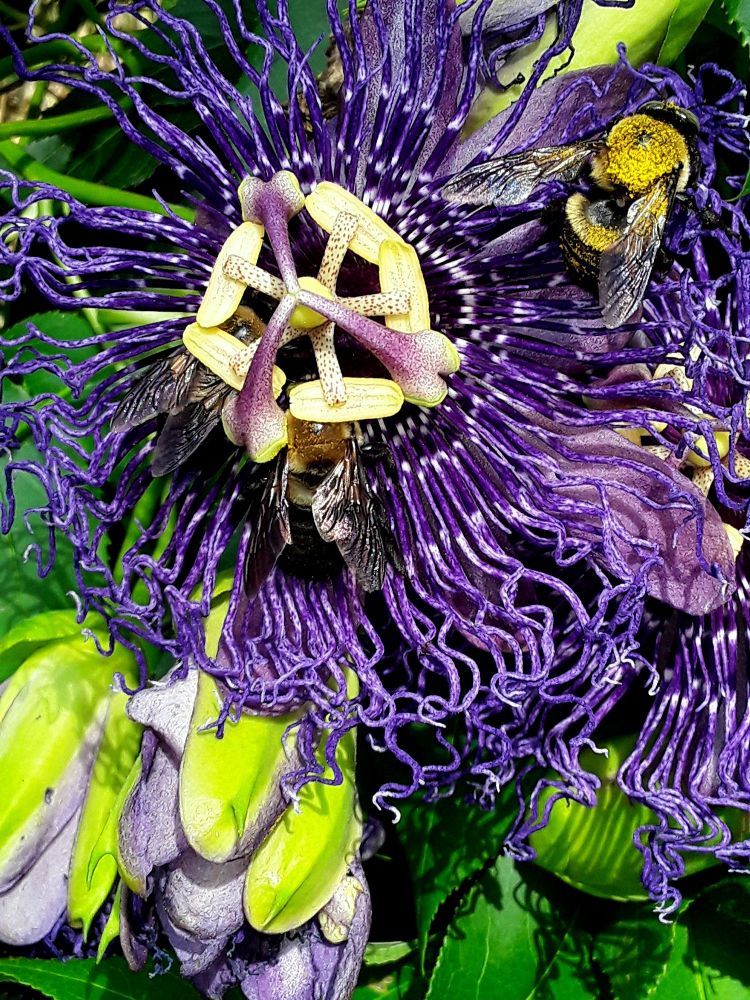 Passiflora 'Inspiration' flower with 3 large carpenter bees crawling on it. The flower is very large, about 4" dia. There are several flowers also that are just beginning to open.