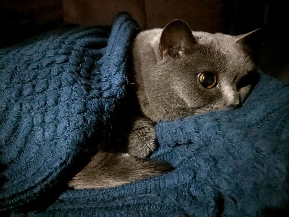 Cat lying shrouded in a blanket and dramatic lighting. She looks like she's having a hell of an existential crisis.
