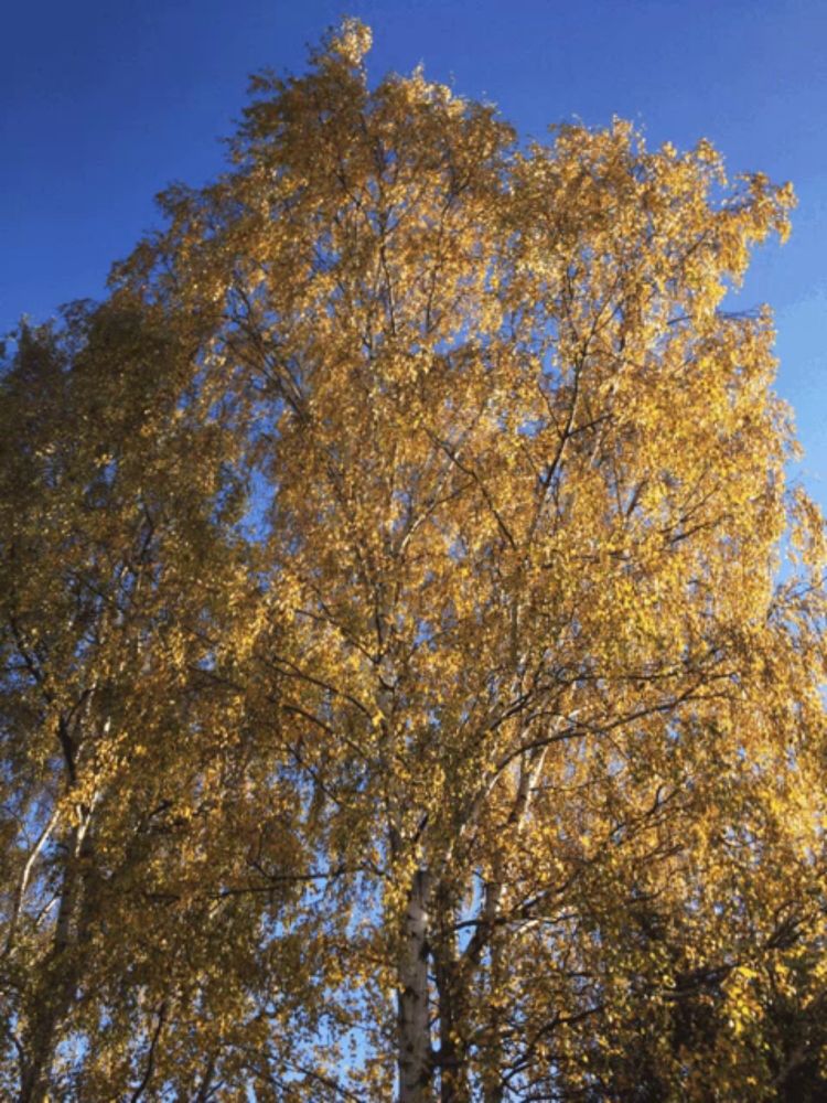 looking up at a tree with yellow leaves