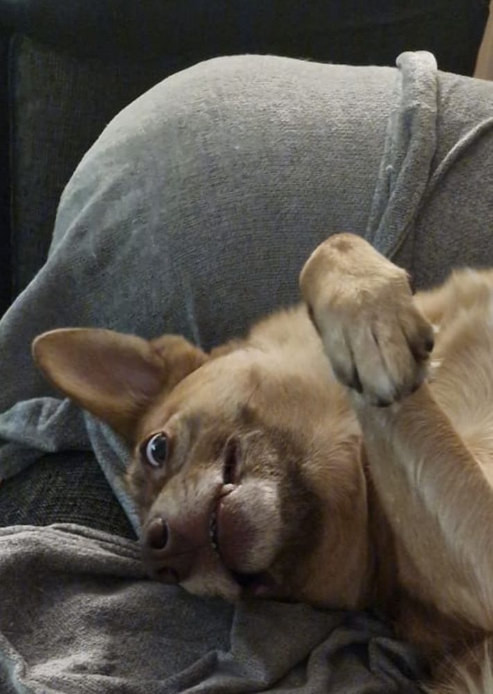 My dog Toby looking like a little gremlin